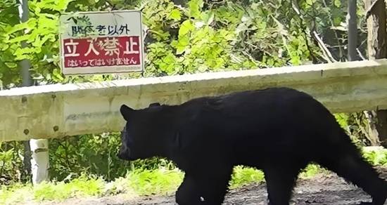 日本今年捕杀近万头熊 尸体处理陷入困境 冷藏库接连爆满‌