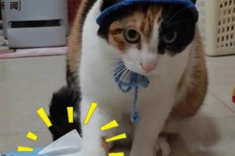萝卜纸巾猫咪