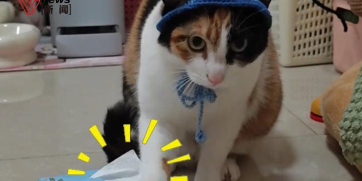 萝卜纸巾猫咪