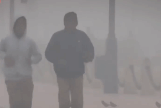 德里雾霾达“严重污染”级别，空气污染物威胁动物健康‌