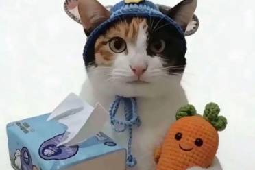 真棒小猫是什么意思