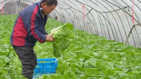 浙北菜农遭遇变故，社区助力化解卖菜困境‌