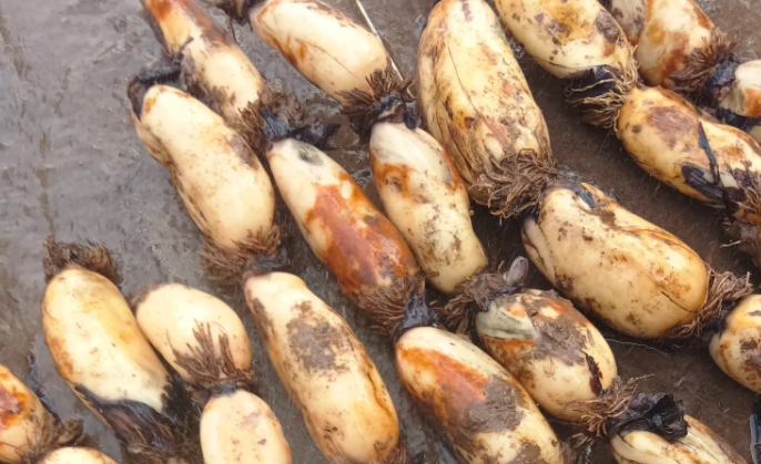 我不吃藕,因为我没有偶遇