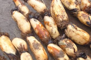 我不吃藕，因为我没有偶遇是什么意思