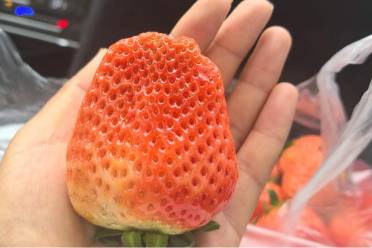 我喜欢草莓，但最近有点倒霉是什么意思