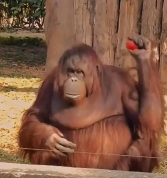 上海动物园红毛猩猩引围观 网友称其“准备进化成打工人”‌