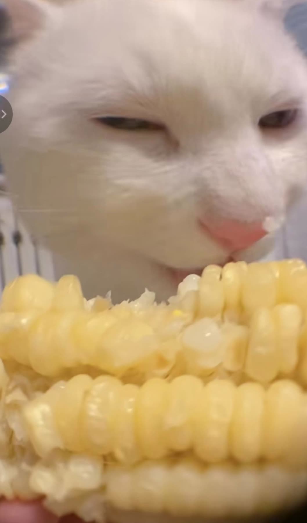 白猫不许吃玉米