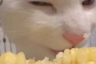 白猫不许吃玉米是什么意思