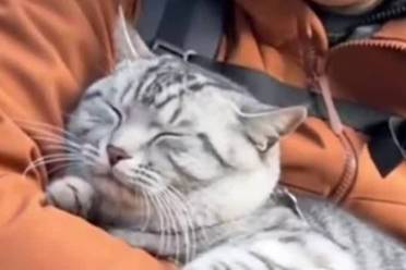 被反复“救助”的山巅猫咪：当游客善意变负担