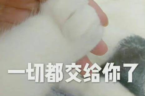 大哥快把整个山西给你了是什么意思