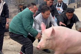 呆呆杀猪是什么意思