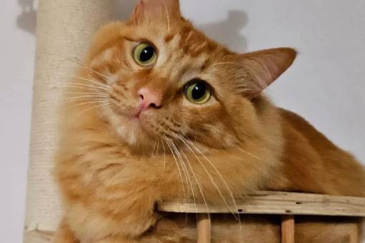 十橘九胖是什么意思