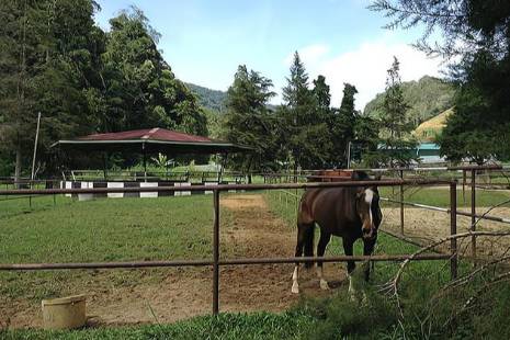 养马场是什么意思