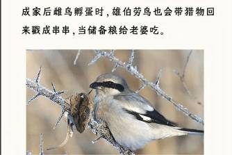 打猎型伴侣是什么意思