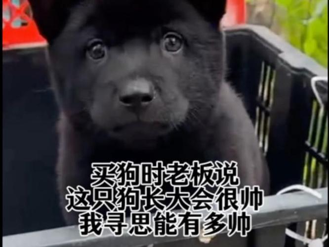 老板说这狗长大会很帅