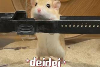 deideidei蒙dei是什么意思