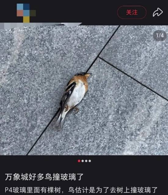 商场景观玻璃成鸟类杀手，排查整改应对撞亡悲剧‌