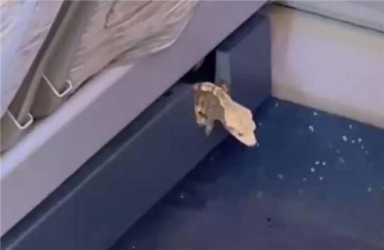 女子乘高铁遇意外乘客：车内惊现活体蜥蜴‌