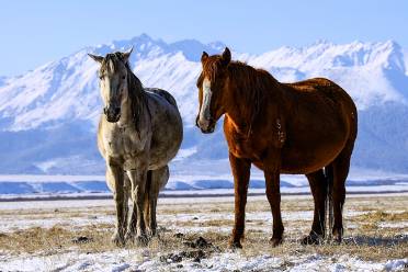 巳巳如意,福多顺意