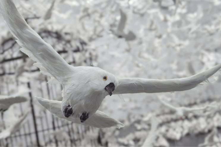 ‌疯狂的鸽子是什么意思
