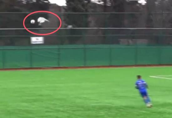 暖心之举成赛场焦点:业余球赛意外中拯救海鸥的全过程