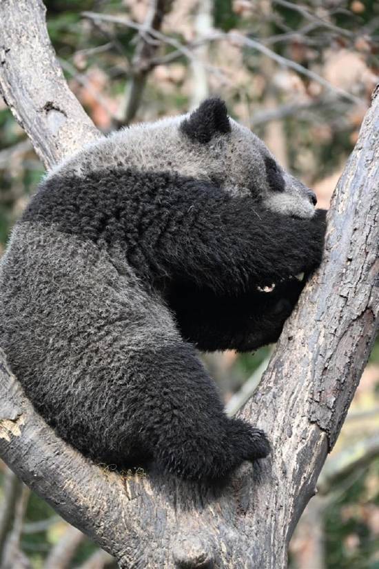 大熊猫“苏锦崽”因滚泥成“黑熊”引围观 饲养员:洗洗更健康