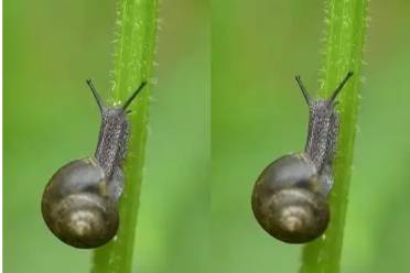 ‌蜗牛自由落体是什么意思