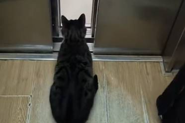 ‌外卖猫按电梯是什么意思