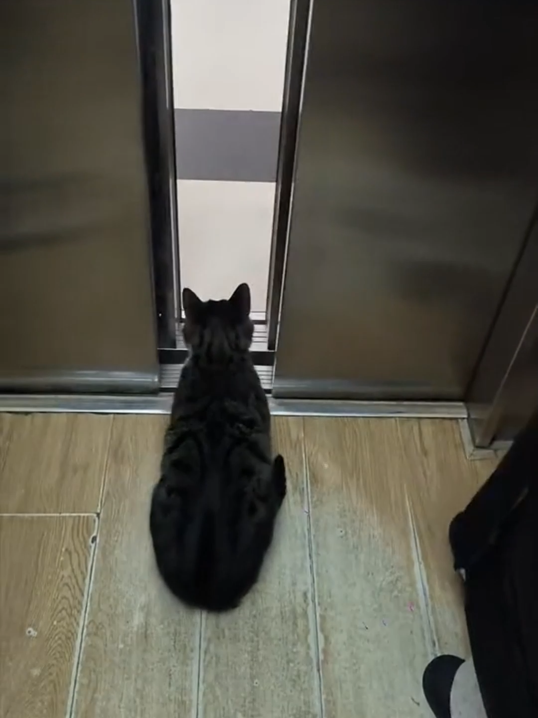 外卖猫按电梯