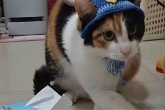 胡萝卜纸巾是什么意思