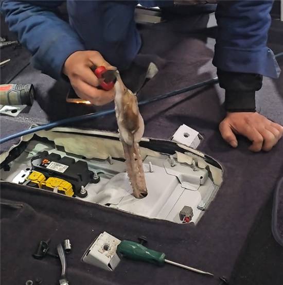 八爪鱼“隐身”车内三天散发异味 拆箱清理“味如海鲜市场”