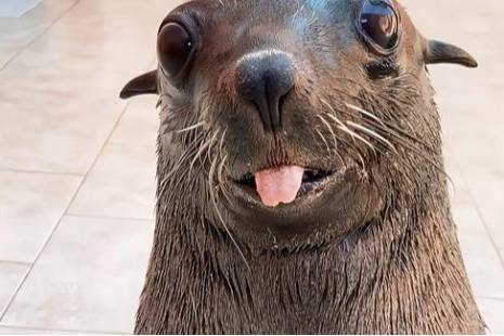  * QQ肠是什么意思