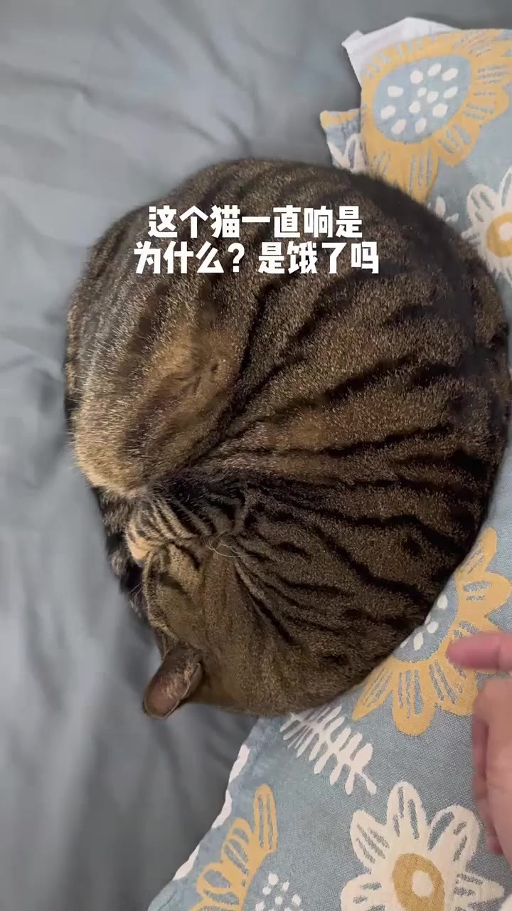 猫一直响