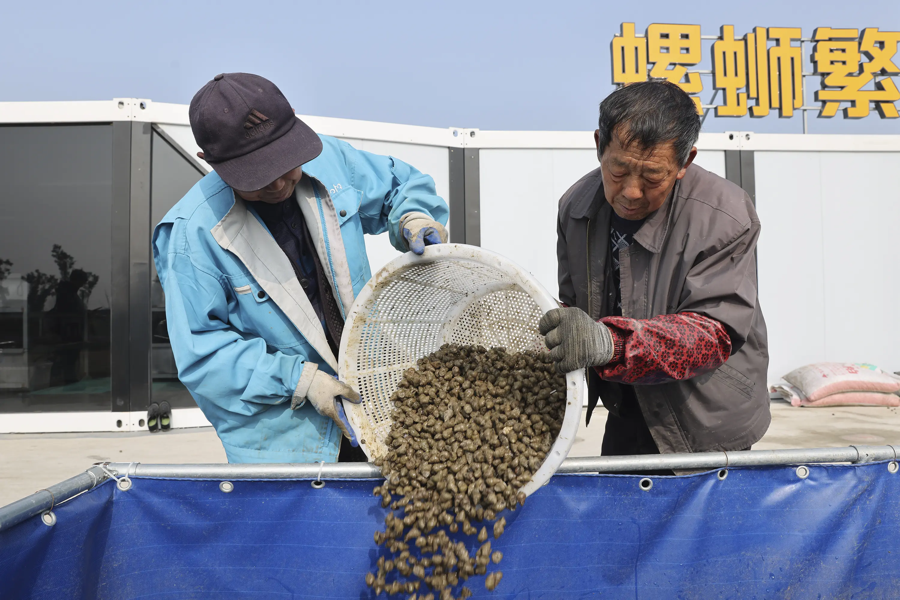 小螺蛳撬动大产业 春日鲜味激活乡村经济