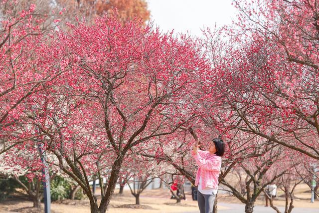 长期护理险参保缴费指南 上海春季赏花全攻略