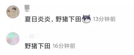 夏日炎炎野猪下田