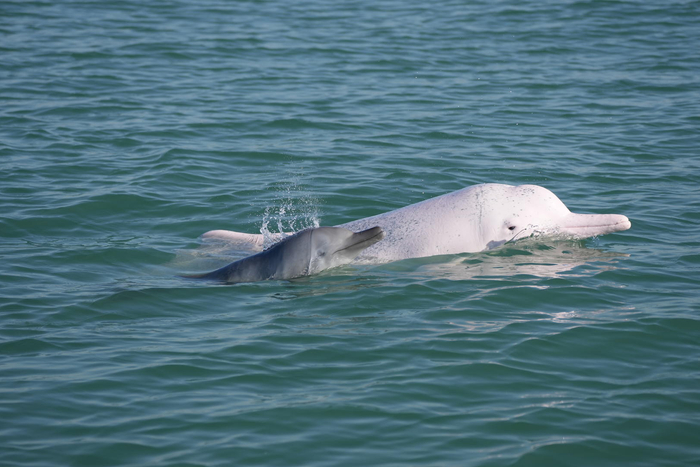 三娘灣白海豚熱：旅游狂熱下的保護(hù)困境