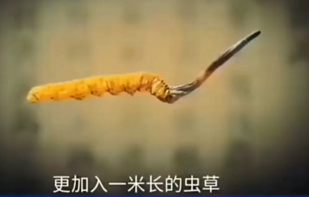 更加入一米长的虫草