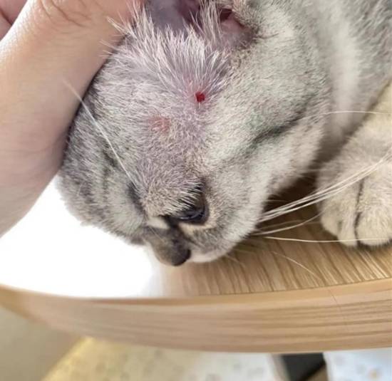 顾客购猫患猫癣,商家捆绑消费后拒不担责