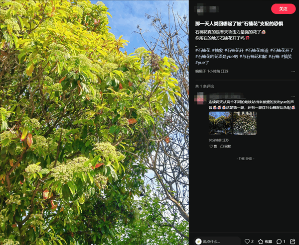 石楠花又“香”了?花期气味为何引争议