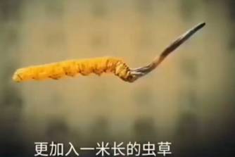 更加入一米長的蟲草是什么意思