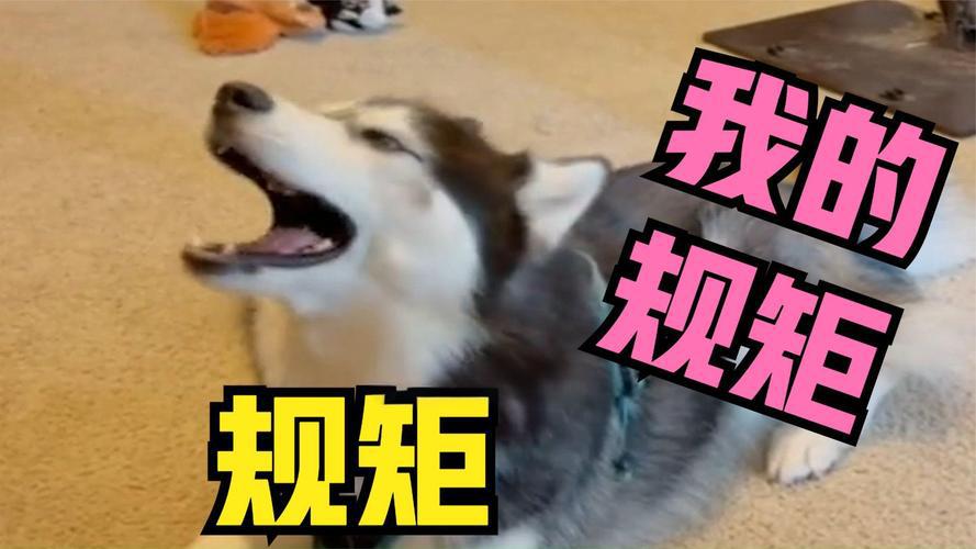 我的规矩就是规矩