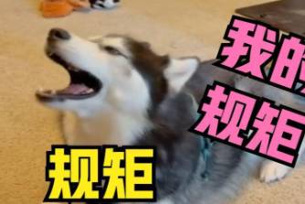 我的规矩就是规矩是什么意思