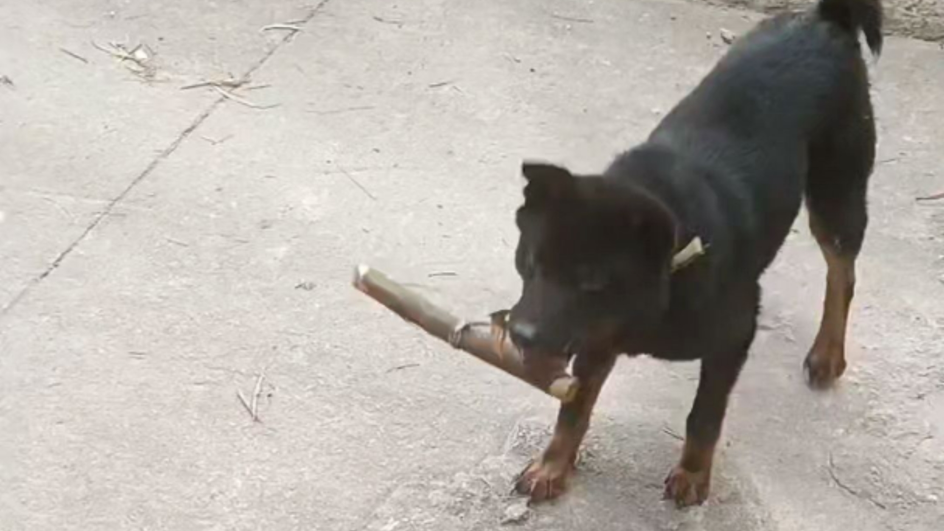 狗狗限速器