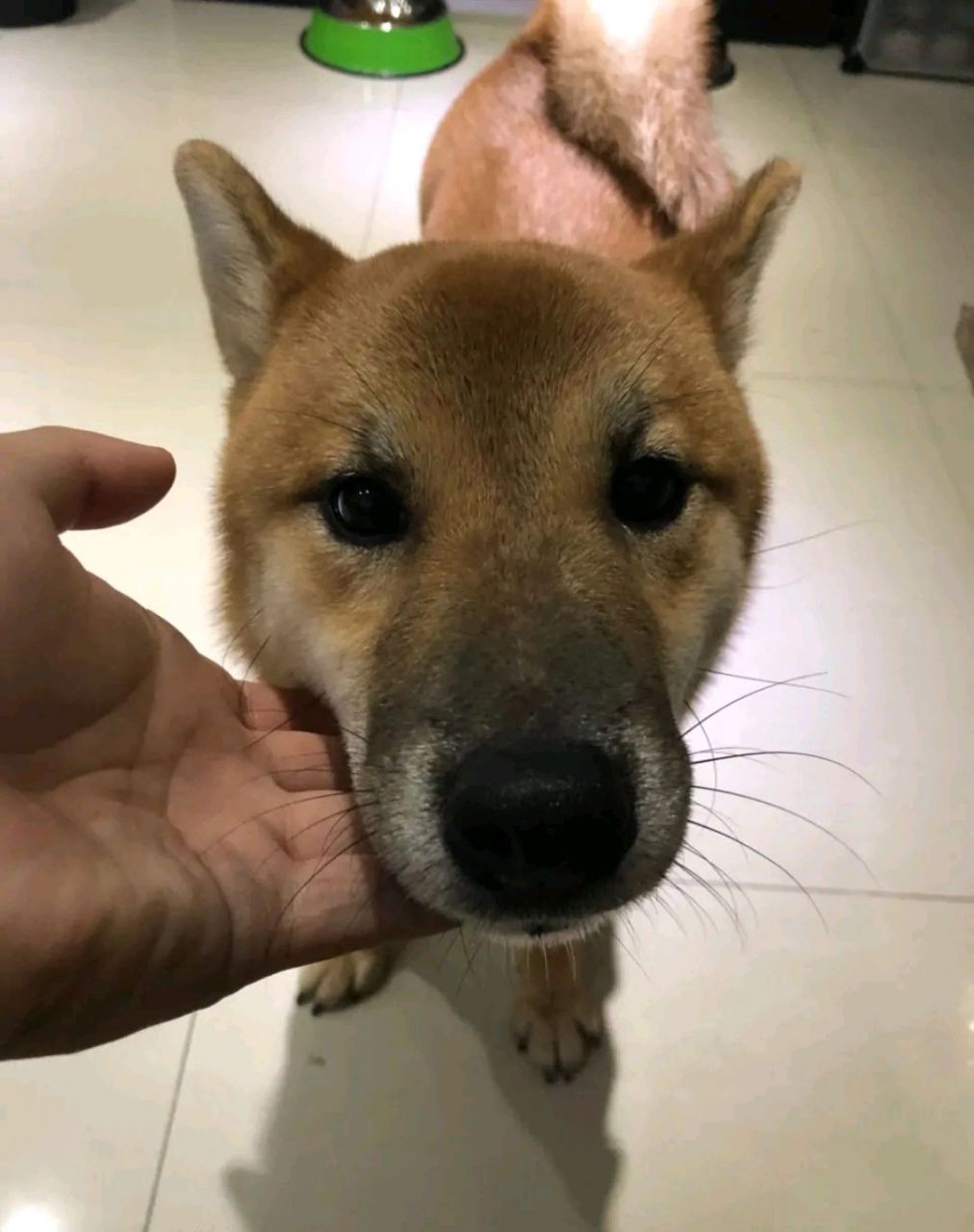 狗出大事了没空解释
