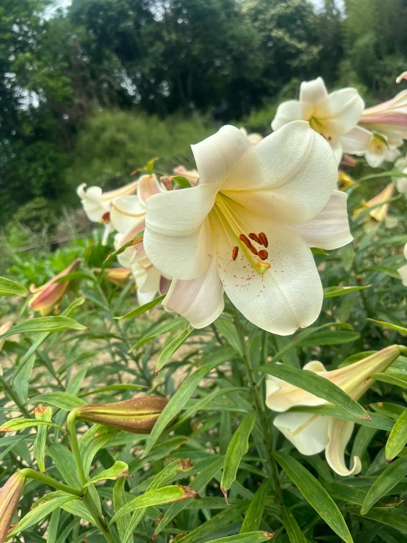 月亮可以彎百合花也可以開