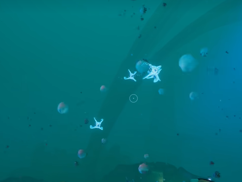 ?《深海迷航2》生物熒光解鎖及采集方法指南?