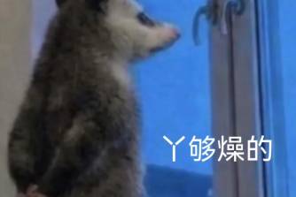 負鼠表情包是什么意思