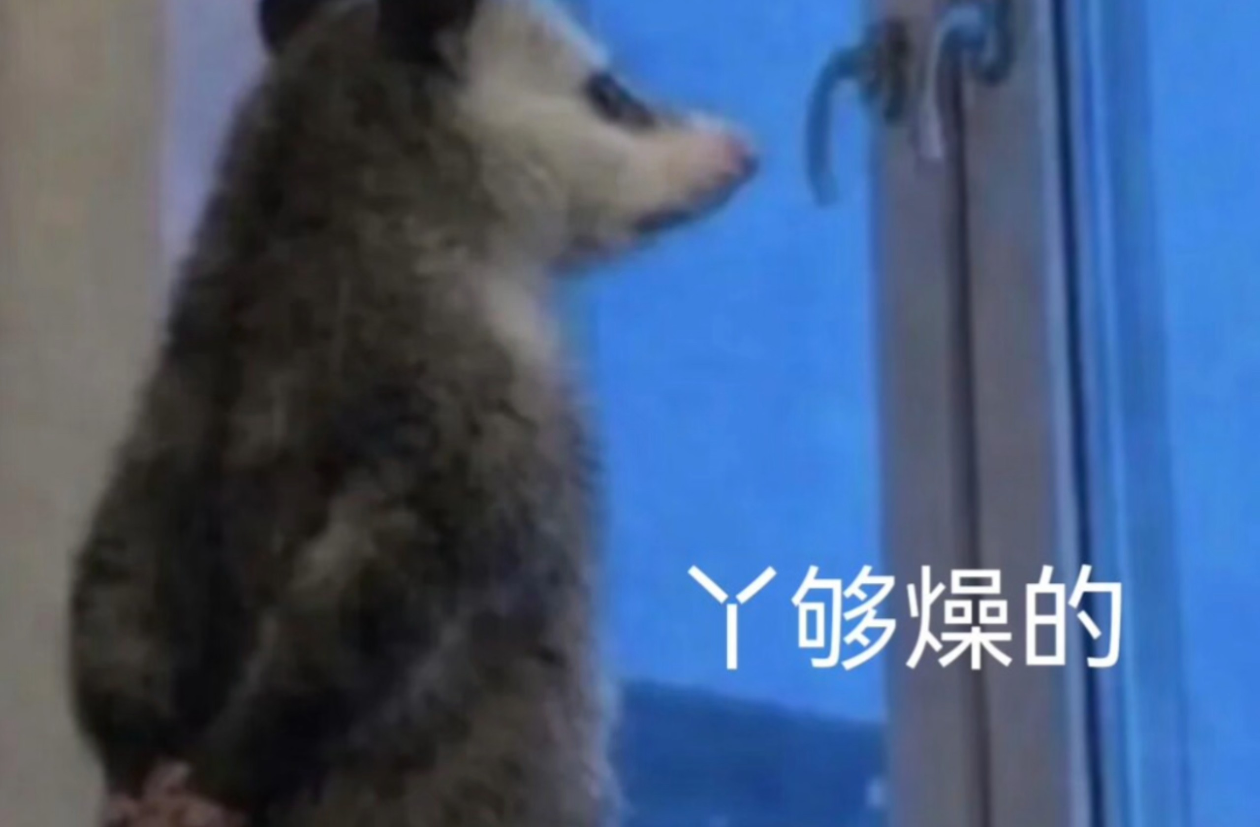 負(fù)鼠表情包