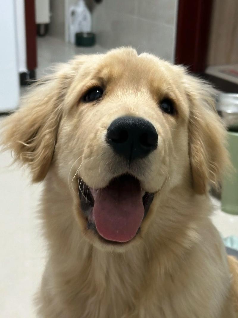 狗好人坏